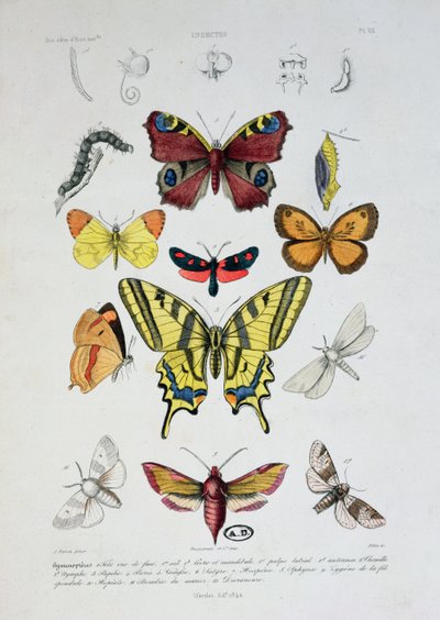 Various butterflies, from Dictionnaire Elementaire d